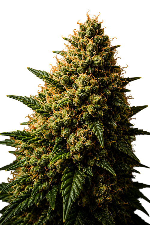Green Orbit