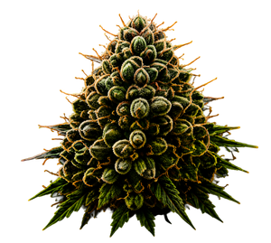 Gorilla Glue #4